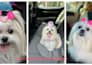 create cute dog ugc videos for your pet brand